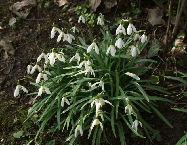 Galanthus Nivalis